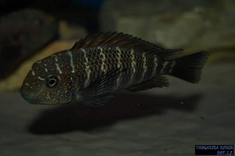 Tropheus sp. 'murago tanzania' Wampembe
